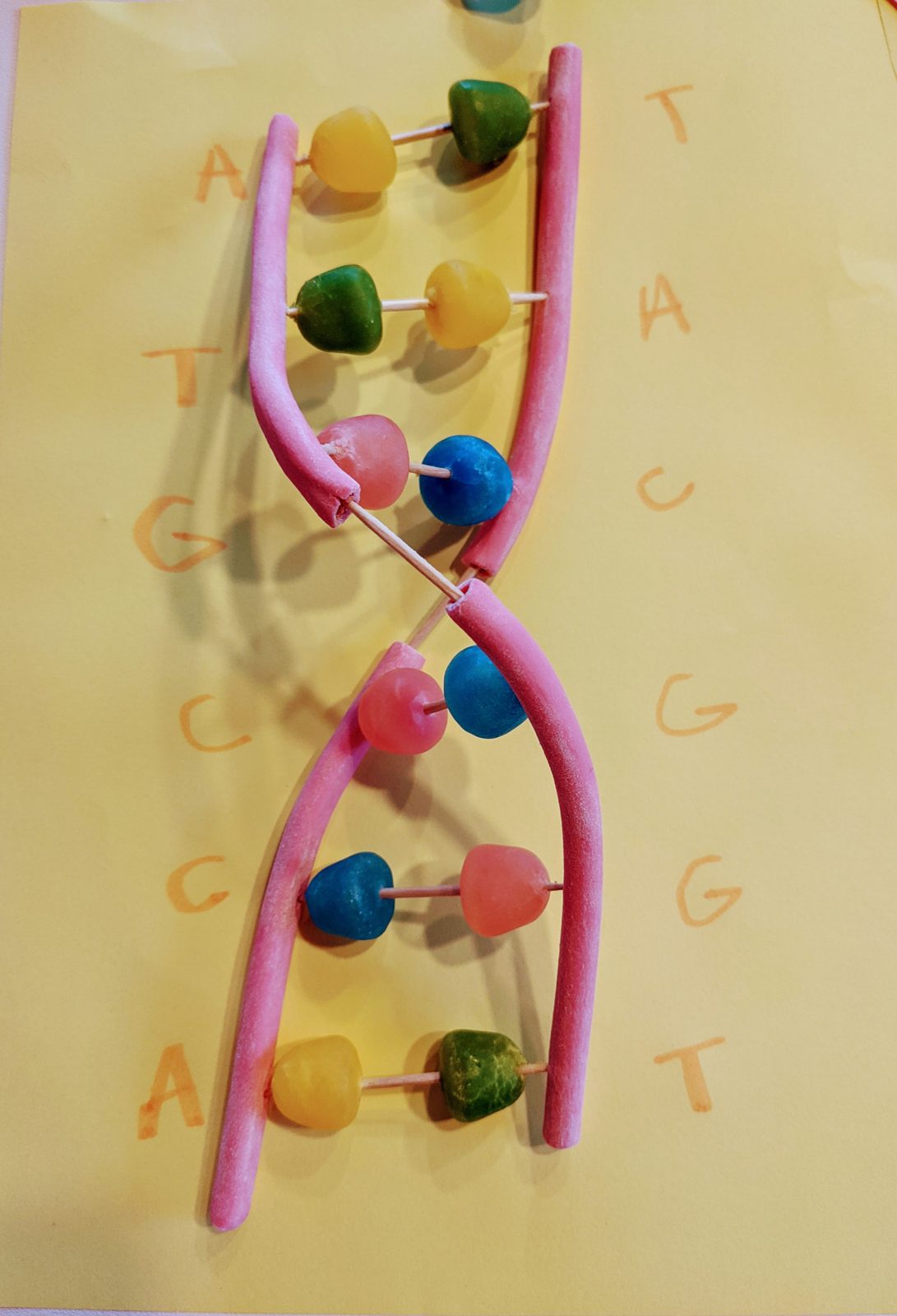 A DNA model built from modelling clay by a student
